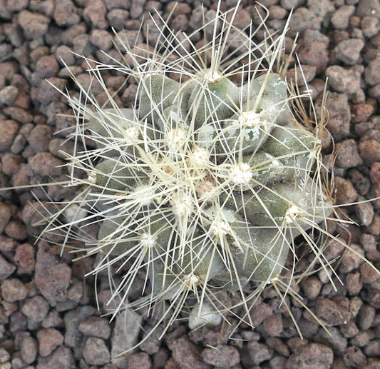 Copiapoa krainziana small round cactus with dense white spines on rocky soil
