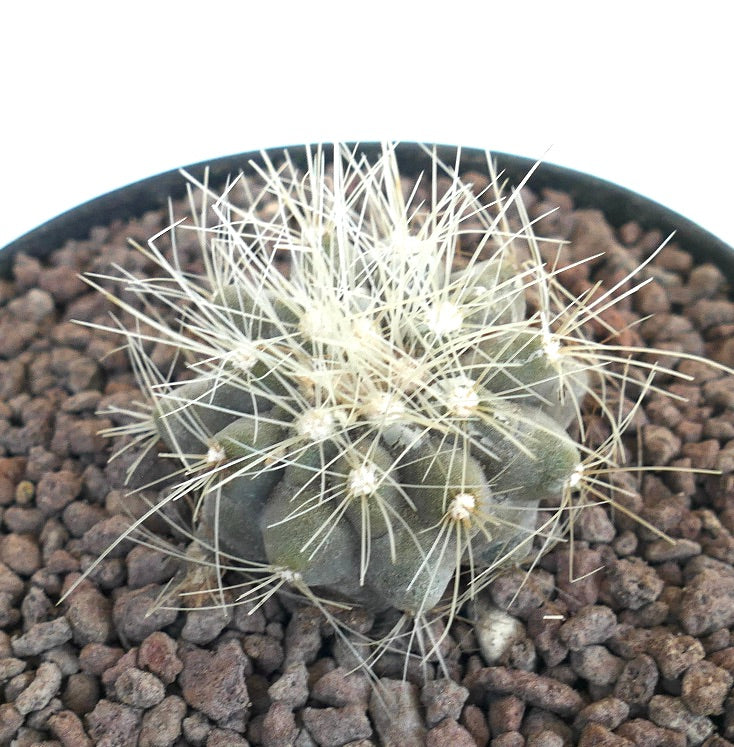 コピアポア・クラインツィアナ 小さく丸いサボテンで、密集した長い白い棘と緑色の胴体
