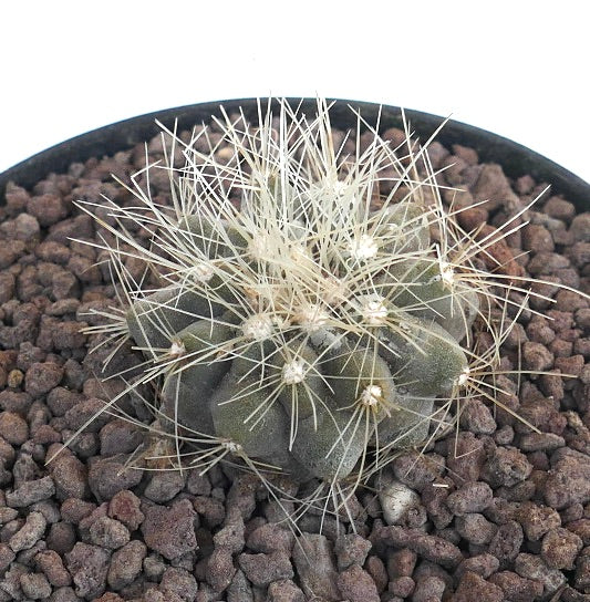 コピアポア・クラインツィアナ 小型多肉サボテン、密集した白いトゲと濃い緑色の本体