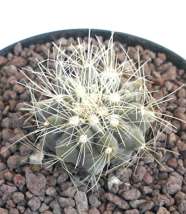 コピアポア・クラインツィアナ 小型の多肉サボテンで、岩だらけの土壌に密集して生える長く白い棘が特徴です