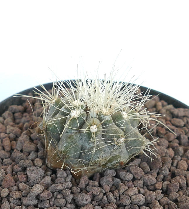 Copiapoa krainziana | Rare Copiapoa for Collectors | Buy Now