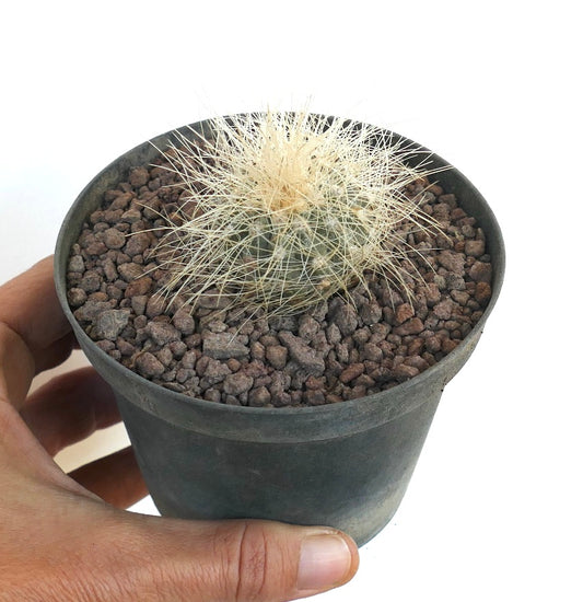 黒い鉢に入った小さな丸いコピアポア・クラインジアナ、密集した長い白いトゲが特徴のサボテン