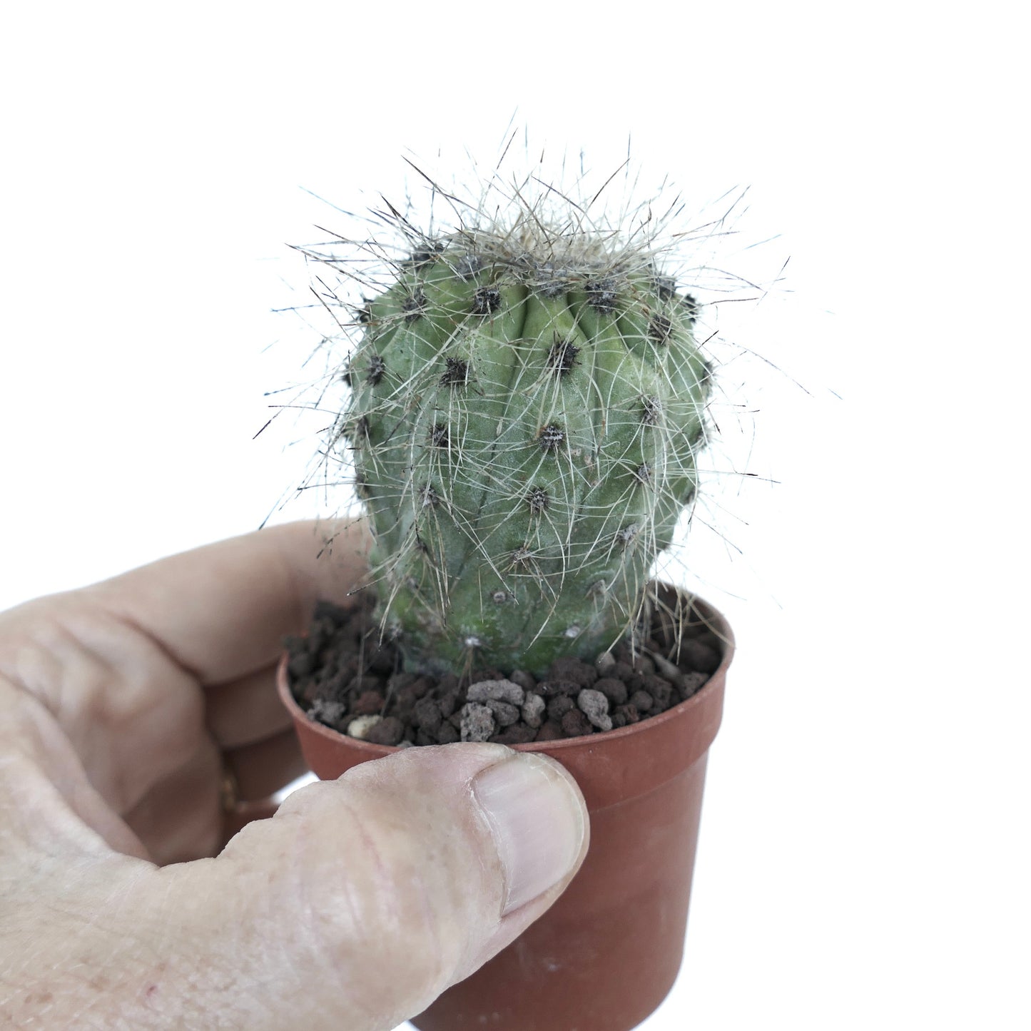 Copiapoa krainziana