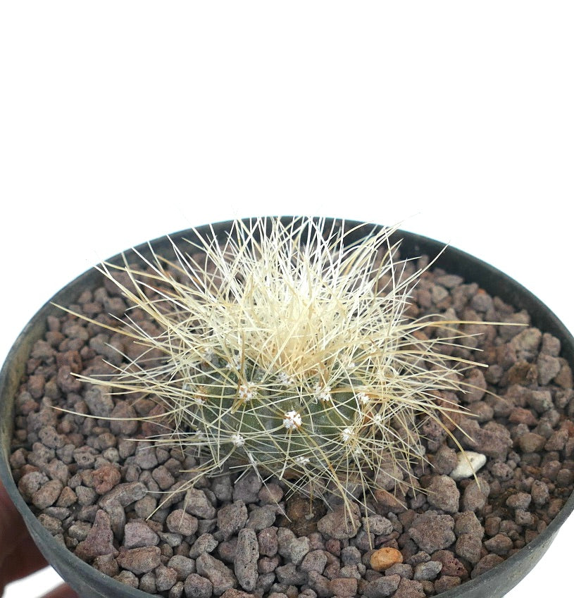 Copiapoa krainziana small cactus with dense long white spines in black pot