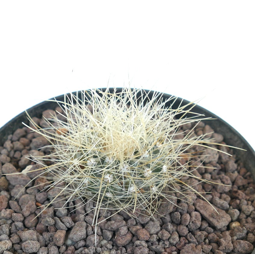 Copiapoa krainziana small round cactus with dense long white spines in pot