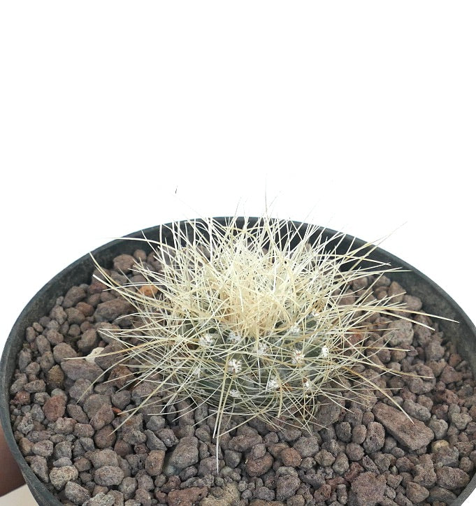 Copiapoa krainziana small succulent cactus with dense long white spines in black pot