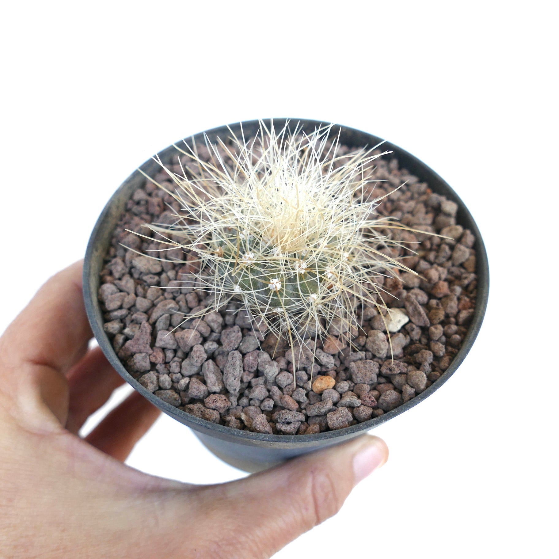 Copiapoa krainziana small cactus with dense white spines in black pot