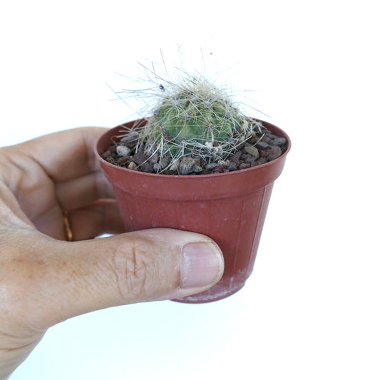 Close-up of a small Copiapoa krainziana cactus in a red plastic pot, held in hand, showing its round green body covered with long, thin white spines