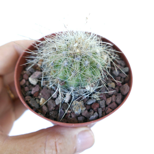 Top view of Copiapoa krainziana cactus in a pot, displaying its radial pattern of clusters with numerous white spines spreading outward over the green surface.