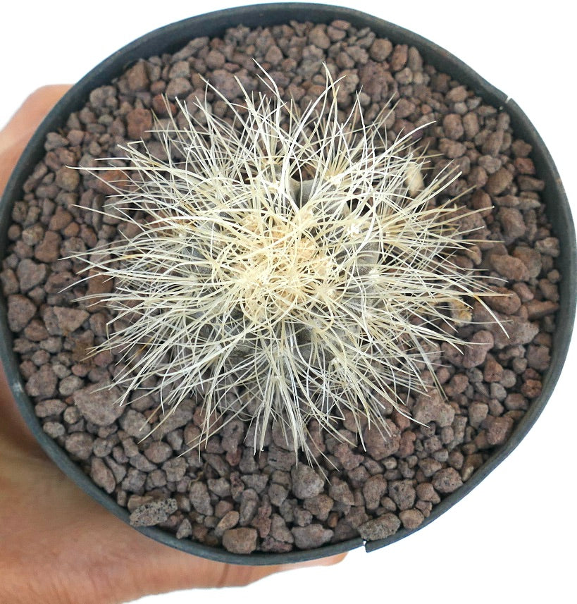 Copiapoa krainziana small cactus with dense white spines in black pot