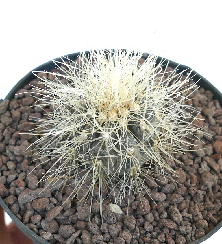 Copiapoa krainziana small round cactus with dense white spines and dark green body