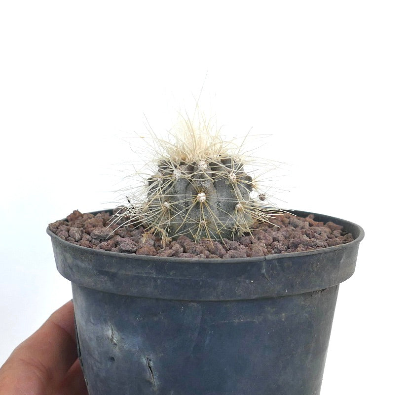 Copiapoa krainziana small round cactus with long yellowish spines in black pot
