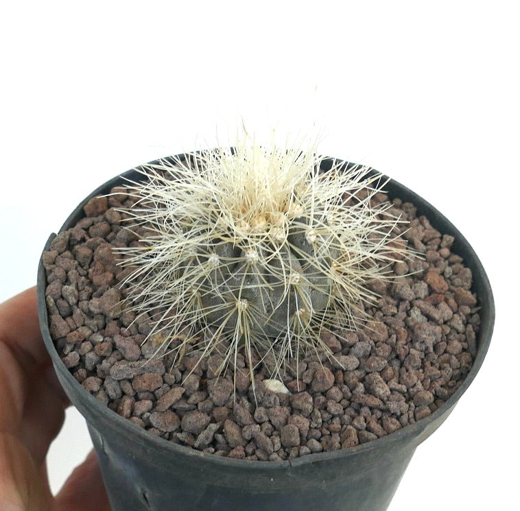 Copiapoa krainziana small round cactus with dense white spines in black pot