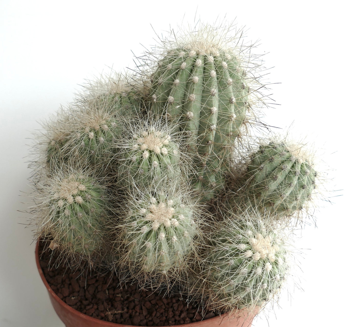 Copiapoa krainziana BIG 15 HEADS CLUSTER