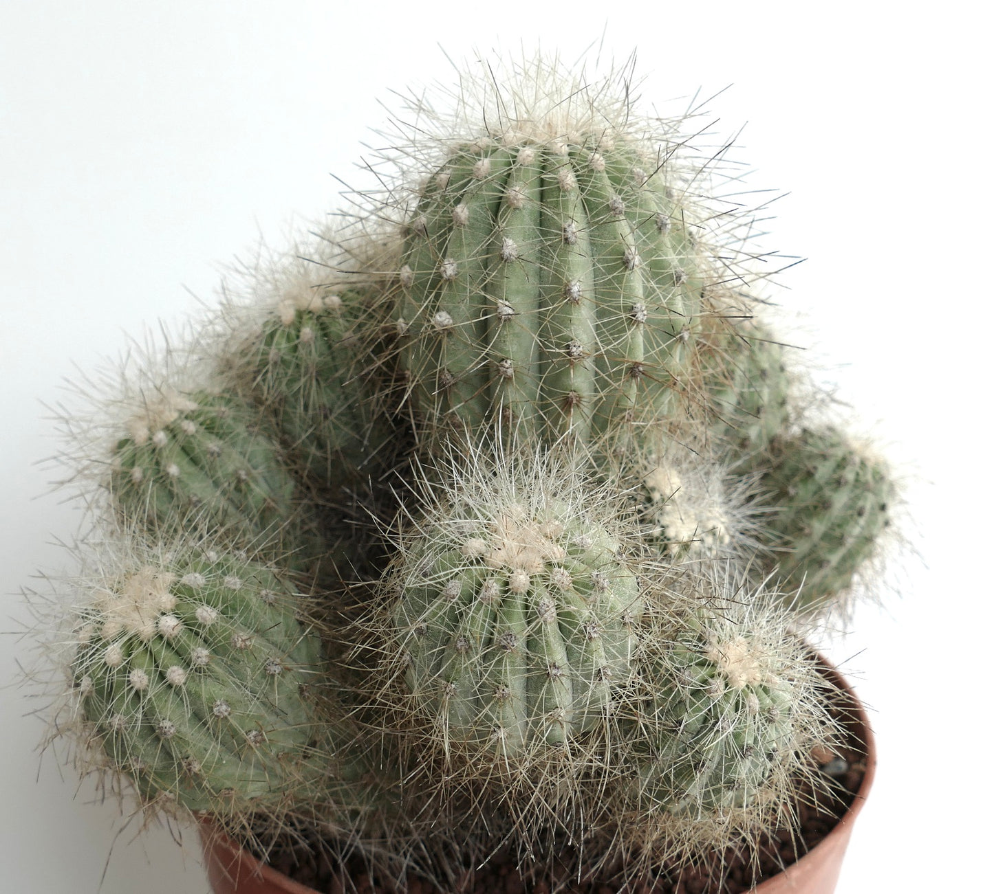 Copiapoa krainziana BIG 15 HEADS CLUSTER
