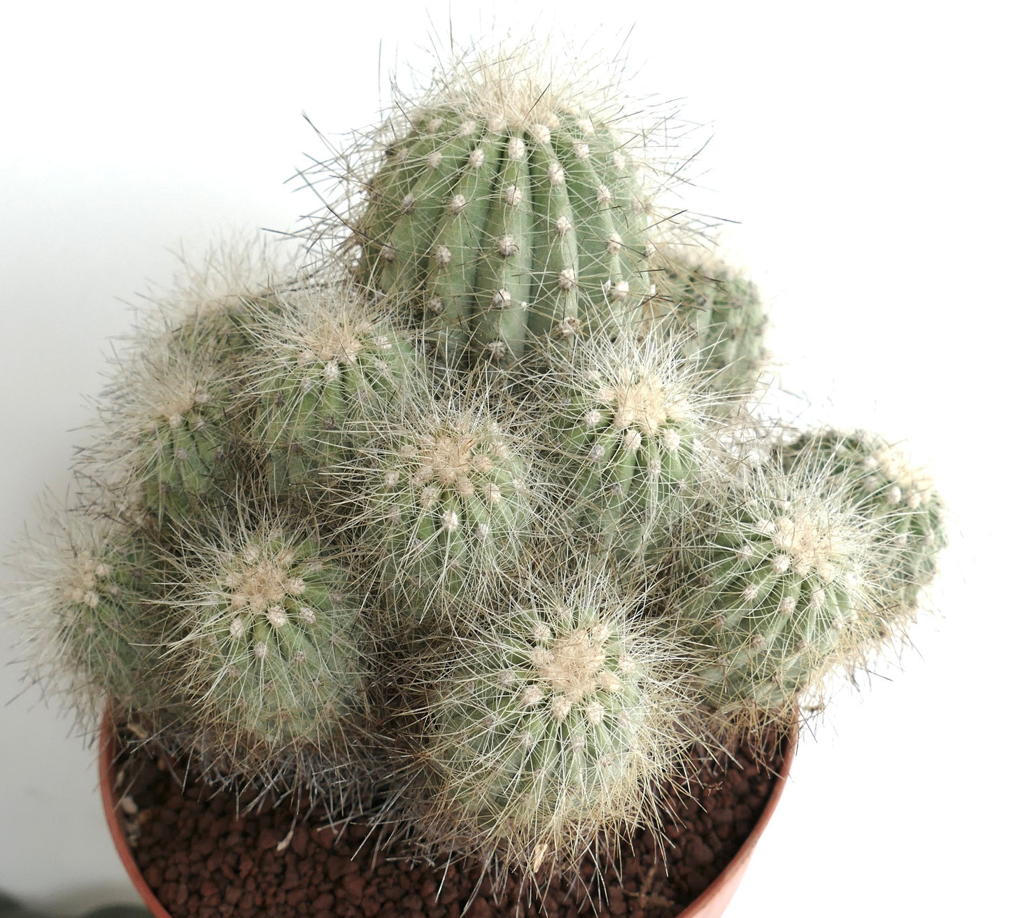 Copiapoa krainziana BIG 15 HEADS CLUSTER