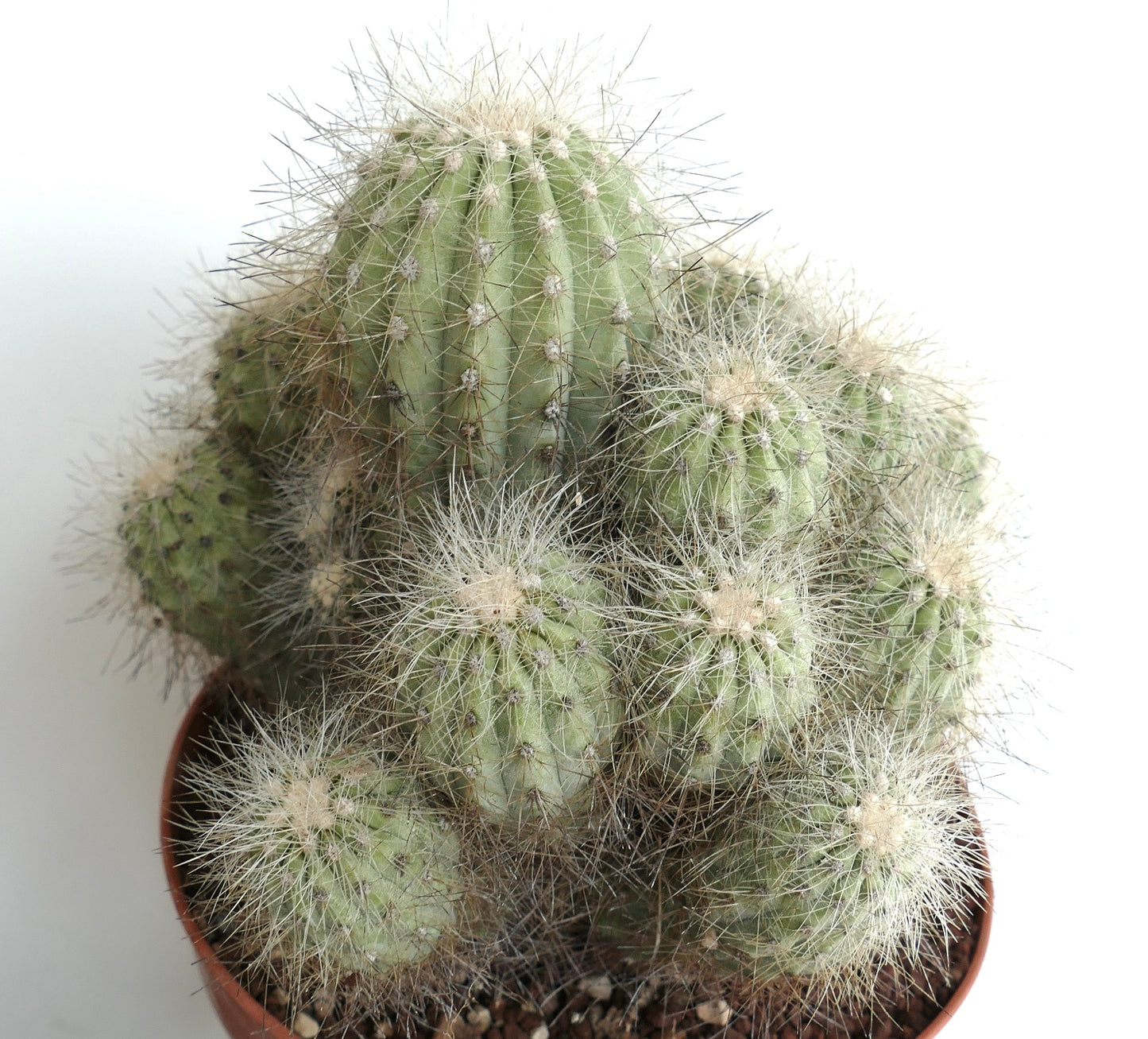 Copiapoa krainziana BIG 15 HEADS CLUSTER