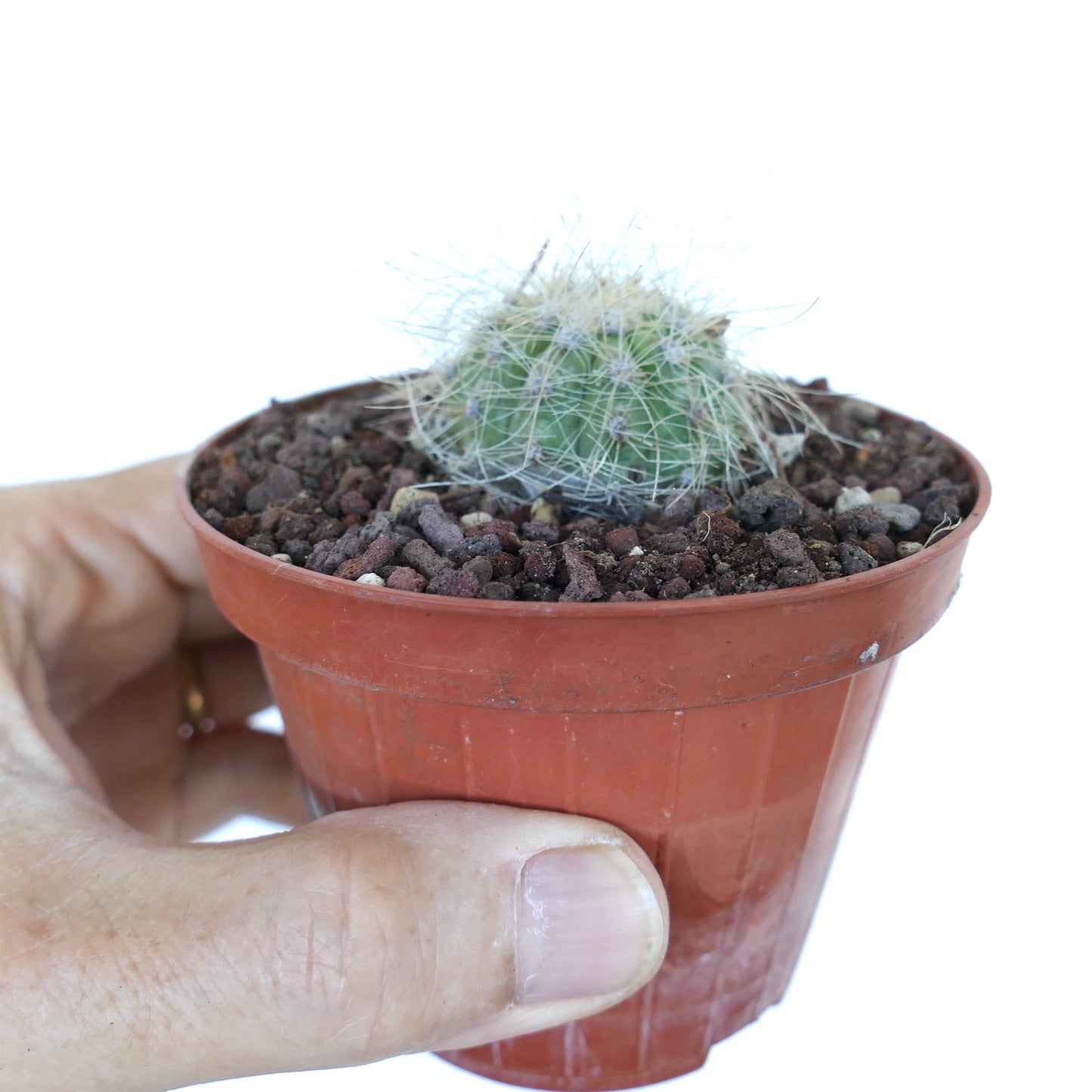 Side view of potted Copiapoa krainziana held in hand, displaying its small globular stem with dense thin spines and gritty substrate