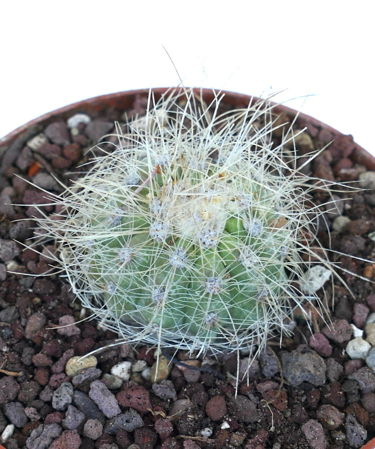 Top view of Copiapoa krainziana cactus showing its rounded green body with fine white spines radiating from small areoles, planted in rocky soil.