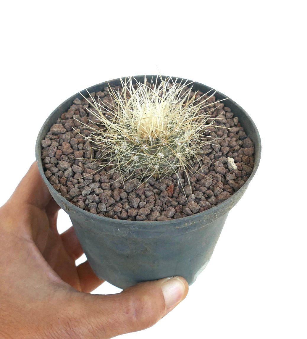 Copiapoa krainziana pequeño cactus redondo con espinas largas blancas densas en maceta negra