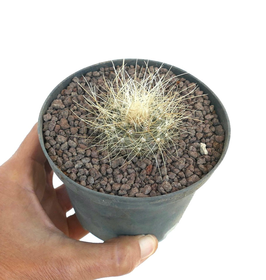 Copiapoa krainziana pequeño cactus suculento con espinas blancas densas en maceta negra