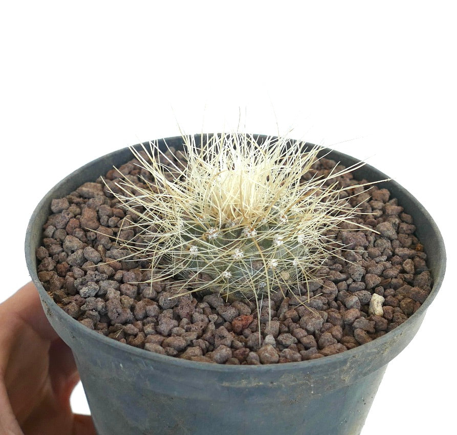 Copiapoa krainziana pequeño cactus redondo con espinas blancas densas en maceta negra
