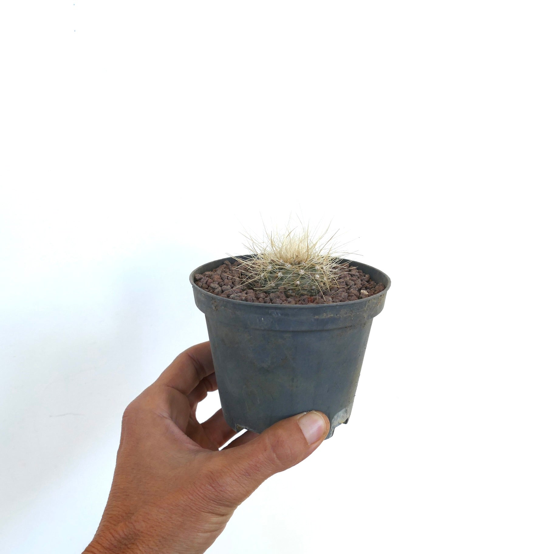 Copiapoa krainziana pequeño cactus redondo con espinas blancas densas en maceta negra