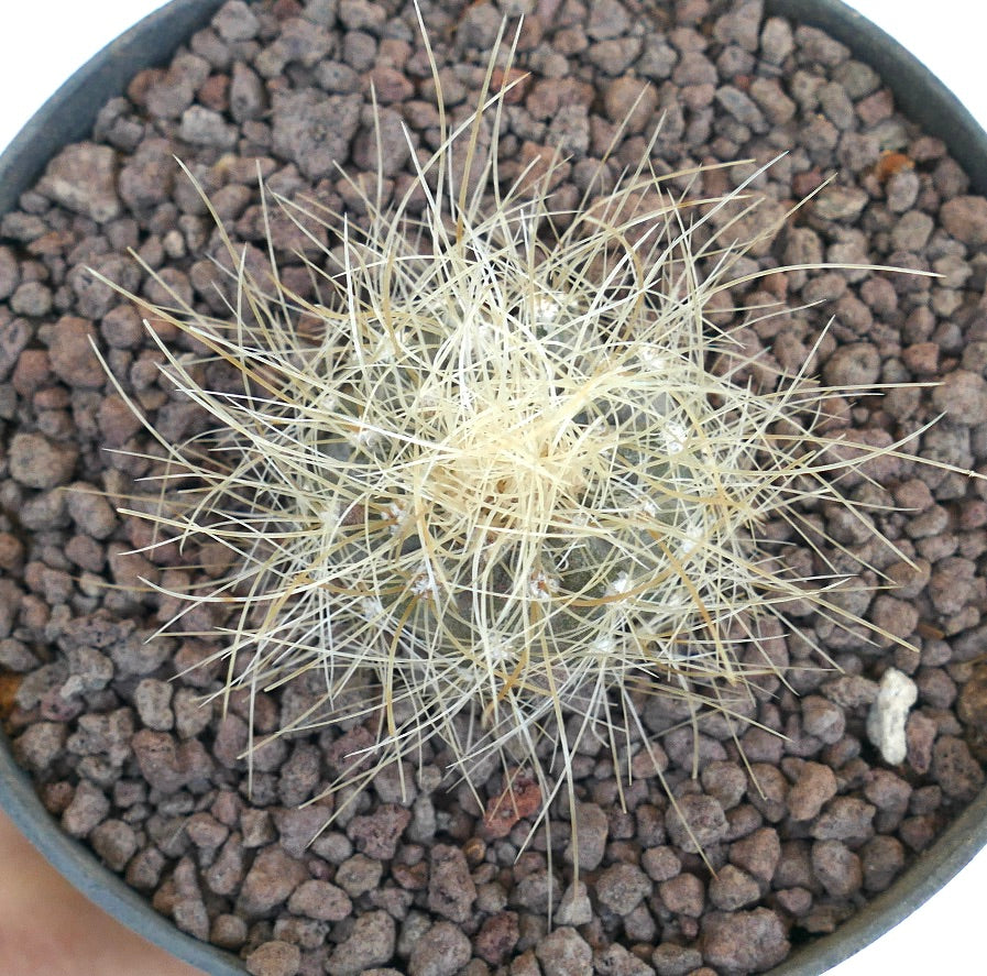 Copiapoa krainziana pequeño cactus redondo con espinas largas pálidas y densas en suelo rocoso