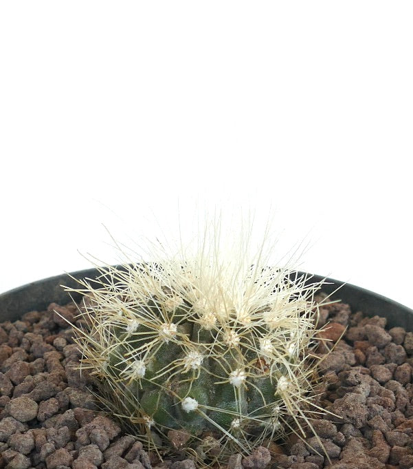 Copiapoa krainziana small round cactus with dense long white spines and green body