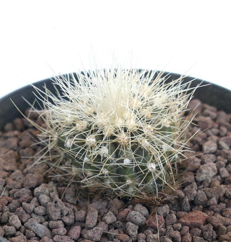 Copiapoa krainziana small round cactus with dense white spines and green body in pot