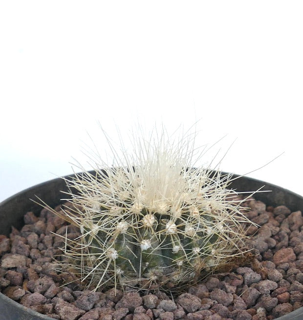 Copiapoa krainziana small round cactus with dense white spines and green body
