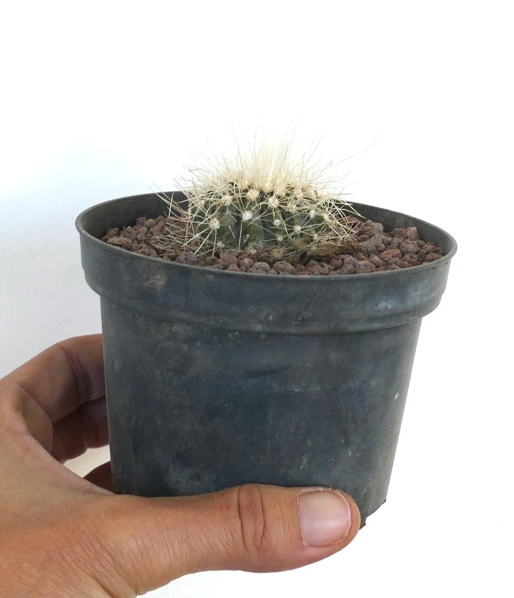 Copiapoa krainziana small cactus with dense white spines in black nursery pot