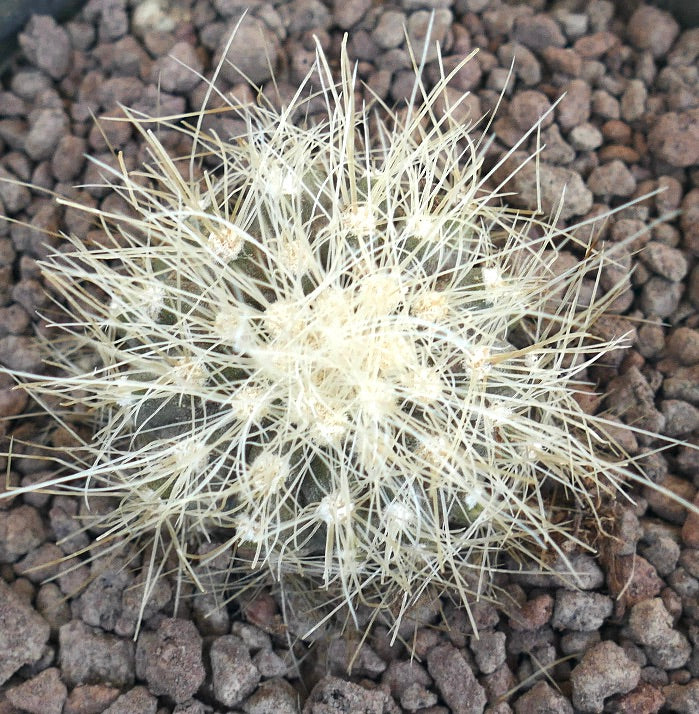 Copiapoa krainziana small round cactus with dense white spines and textured surface