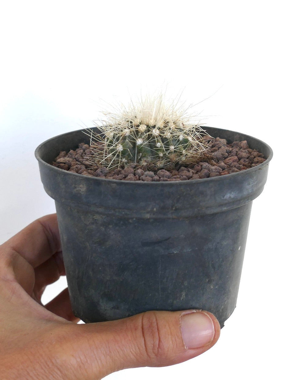 Copiapoa krainziana small round cactus with dense white spines in black pot