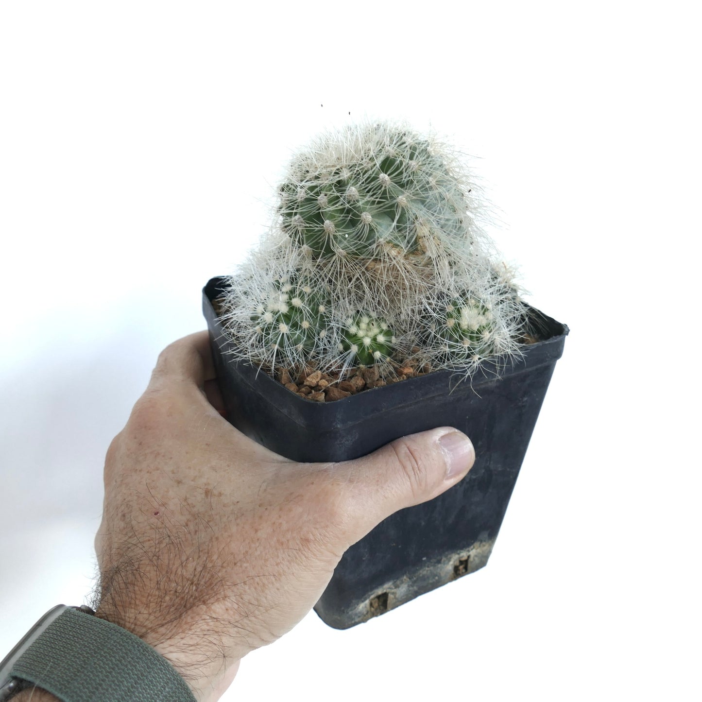 Hand holding a black plastic pot with a Copiapoa krainziana cactus, showing clustered green stems covered in dense white spines.