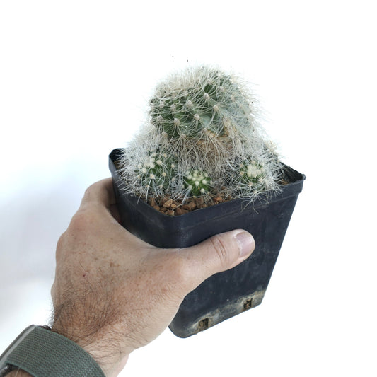 Hand holding a black plastic pot with a Copiapoa krainziana cactus, showing clustered green stems covered in dense white spines.