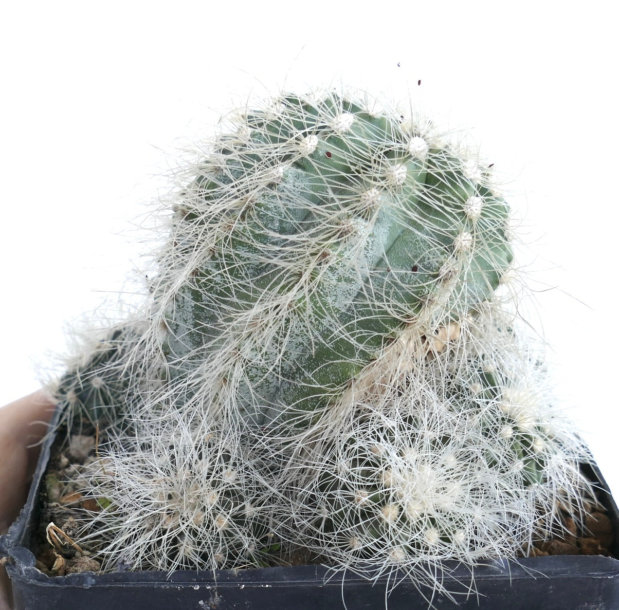Close-up of Copiapoa krainziana cactus, highlighting its ribbed green surface and long thin white spines growing from woolly areoles.