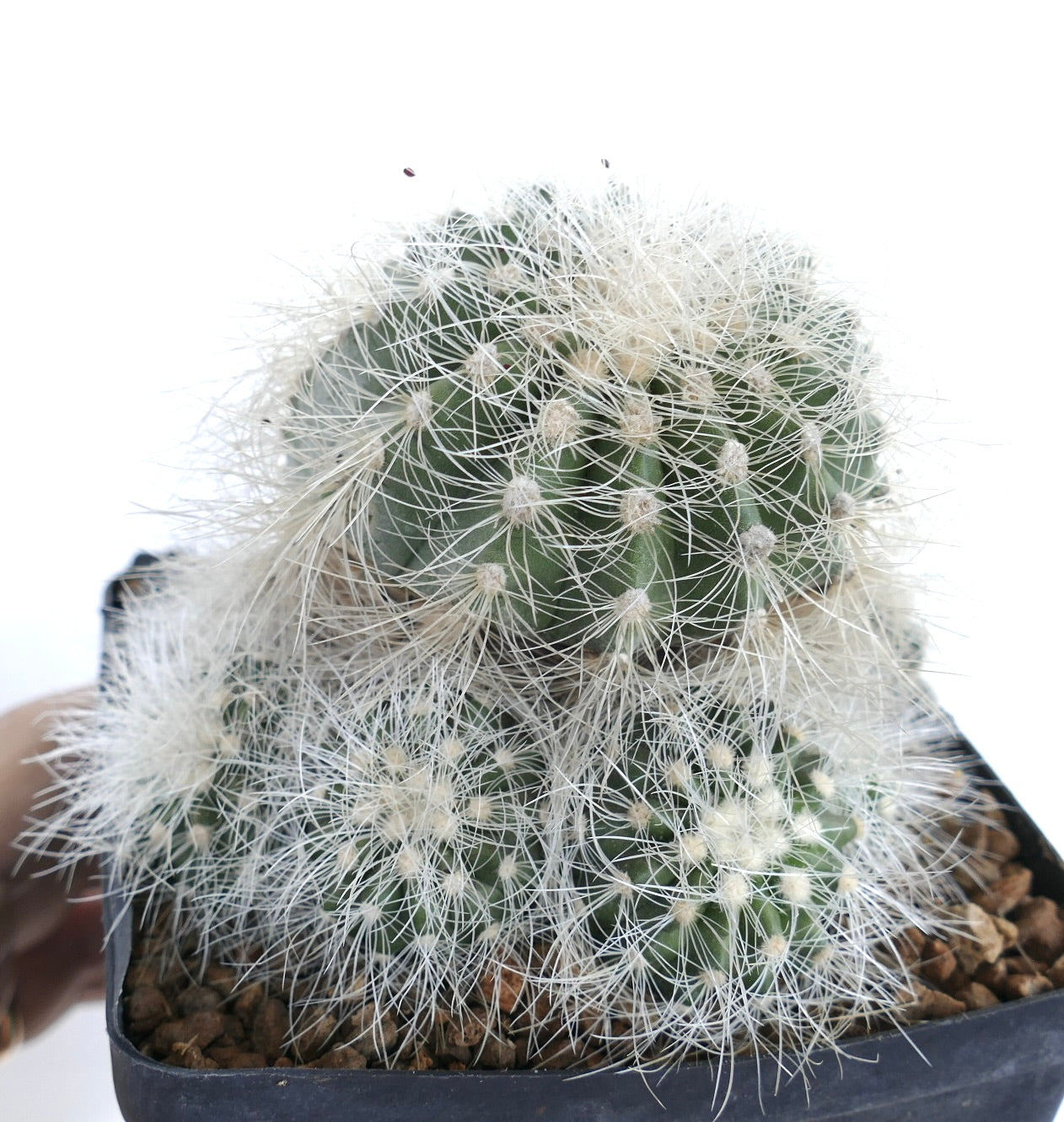 Top view of Copiapoa krainziana in a pot, with rounded green stems and thick clusters of fine white spines radiating outward.