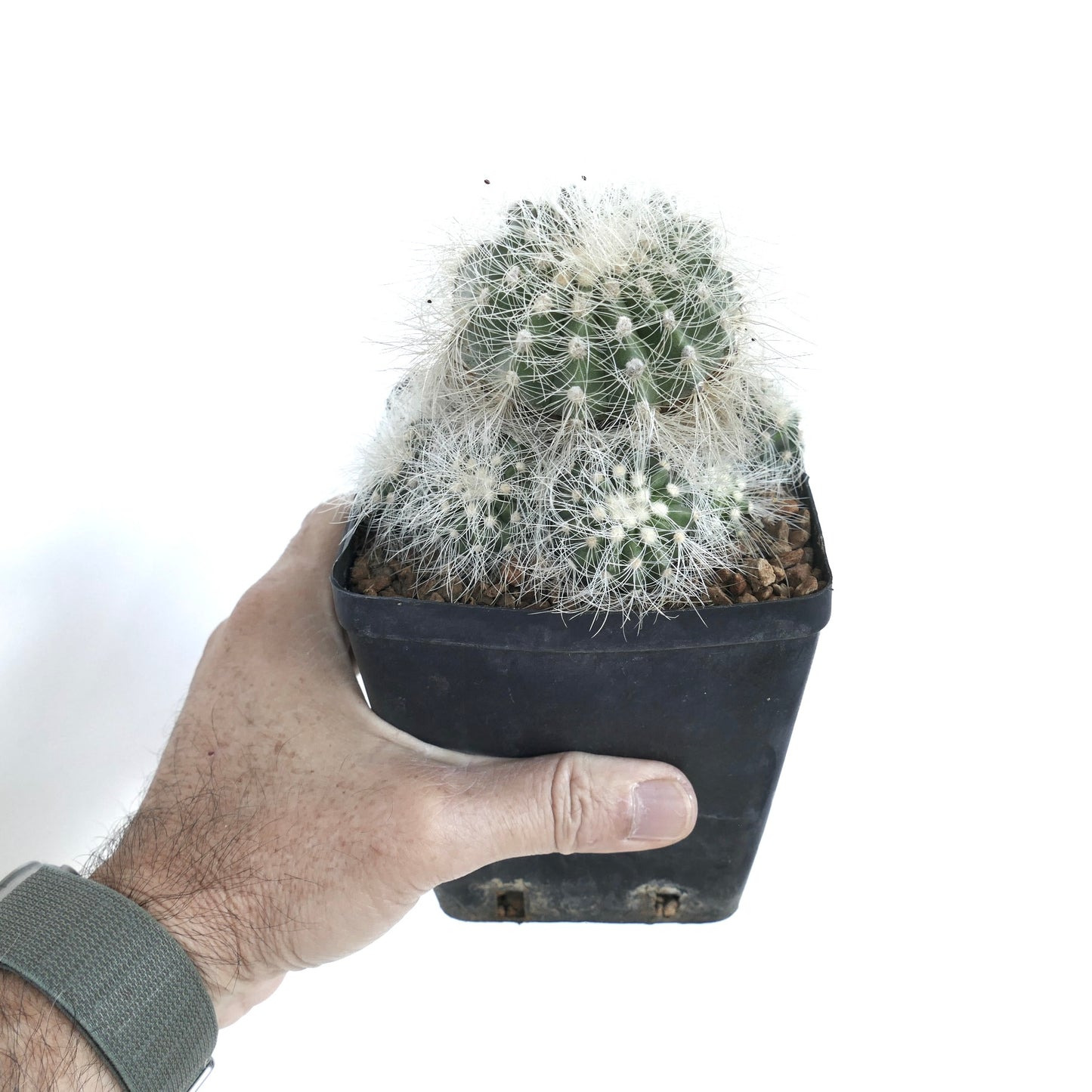 Copiapoa krainziana cactus in a black pot, displaying several green ribbed stems with dense clusters of thin white spines on each areole.