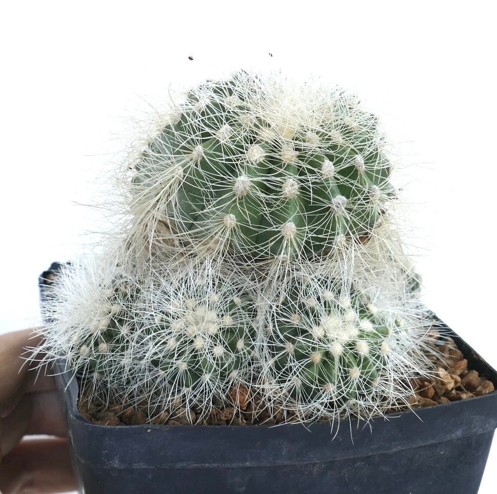 A potted Copiapoa krainziana cactus held in one hand, showing clustered green stems covered with dense white radial spines in a black plastic container.