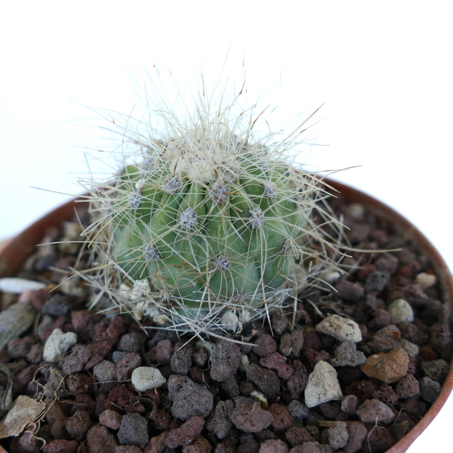 Close-up of Copiapoa krainziana cactus with a rounded green body covered in fine white spines, planted in a pot with volcanic gravel