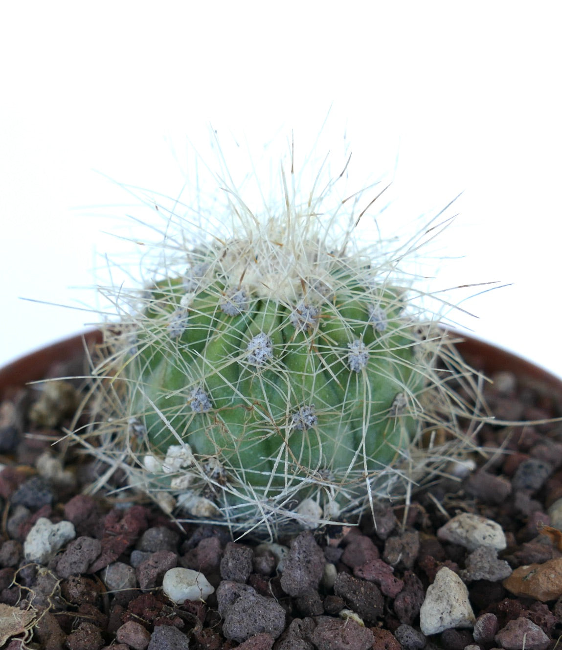 Side view of Copiapoa krainziana showing its small spherical stem with ribbed surface and dense thin spines, set in a gritty substrate