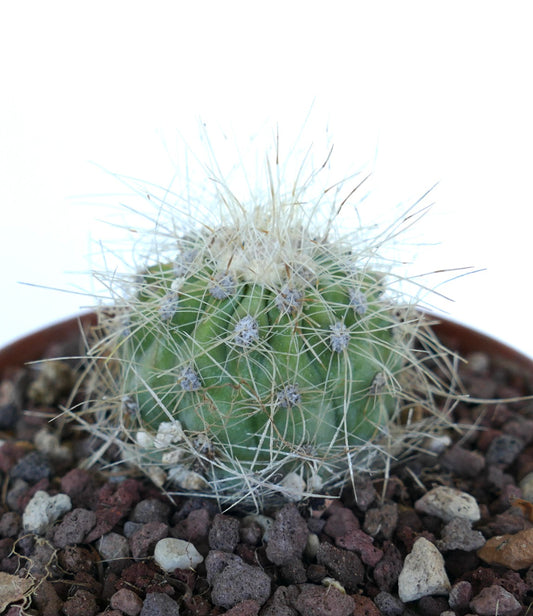 Side view of Copiapoa krainziana showing its small spherical stem with ribbed surface and dense thin spines, set in a gritty substrate