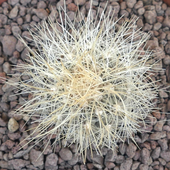 Copiapoa krainziana rare succulent cactus with dense white spines and round shape