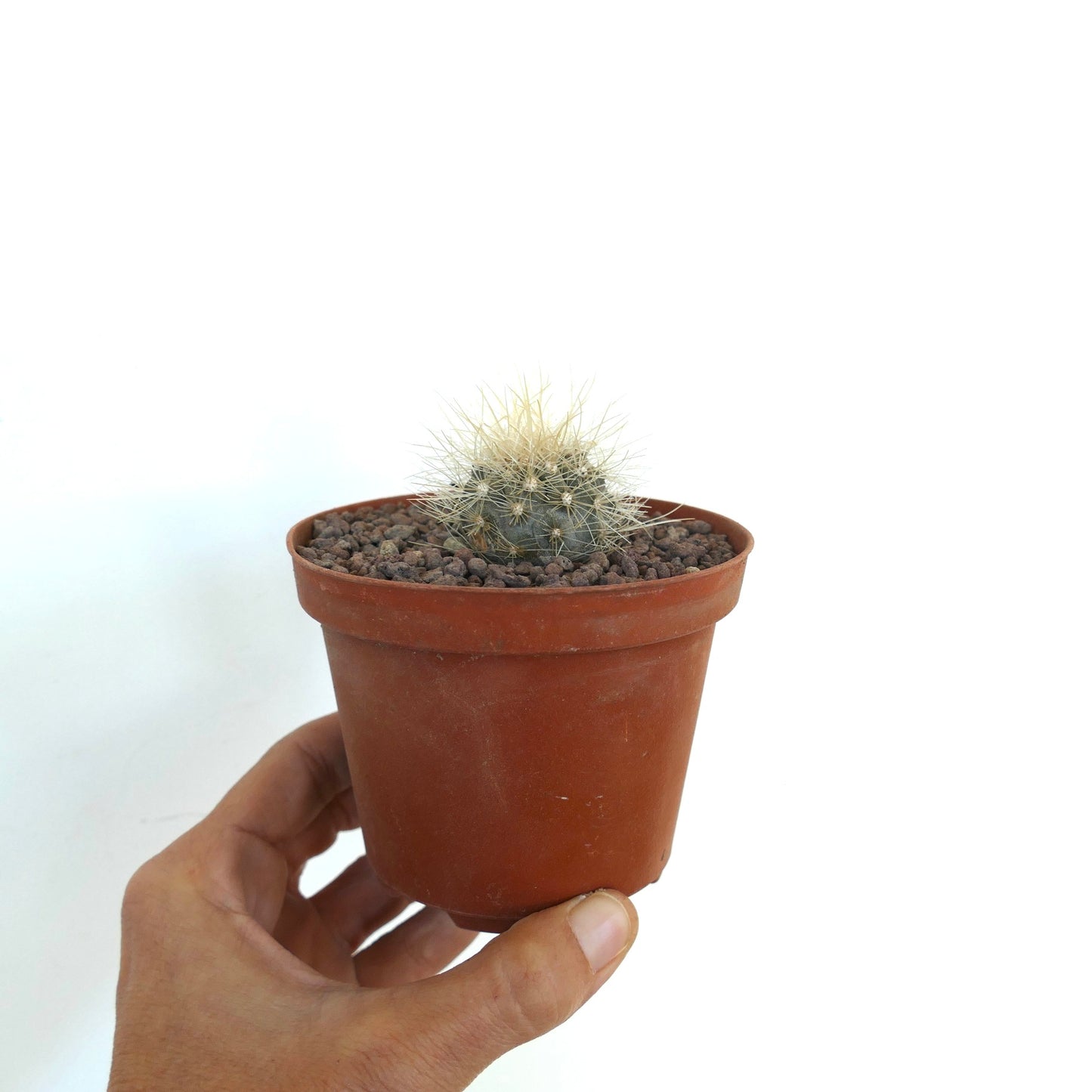 Copiapoa krainziana small round cactus with dense white spines in terracotta pot