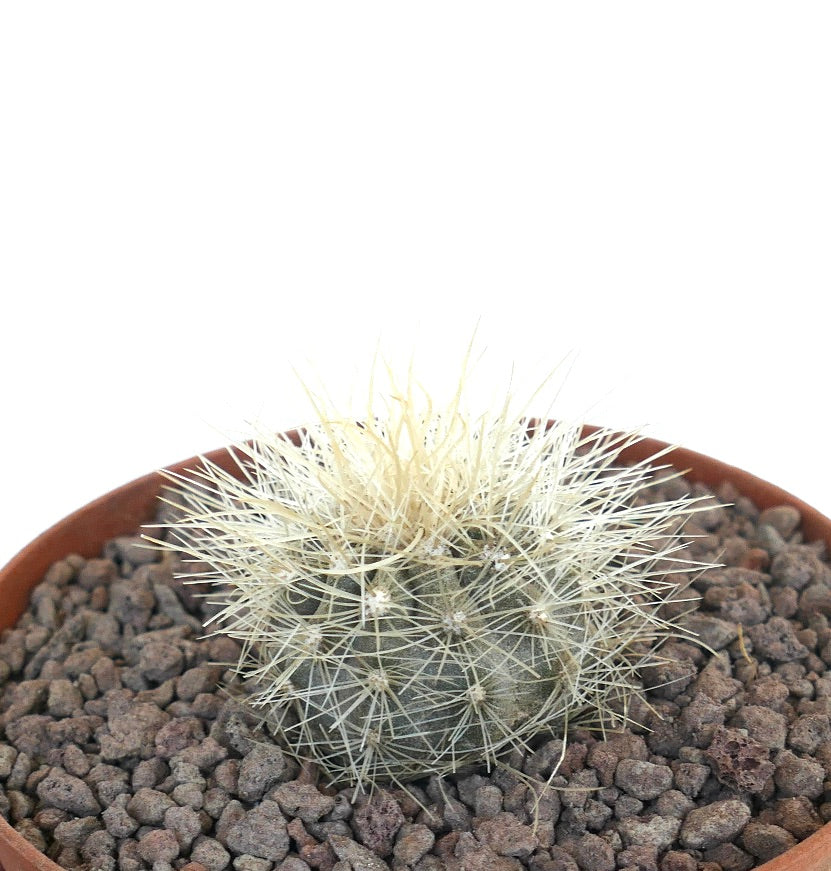 Copiapoa krainziana small round cactus with dense white spines and gray-green body