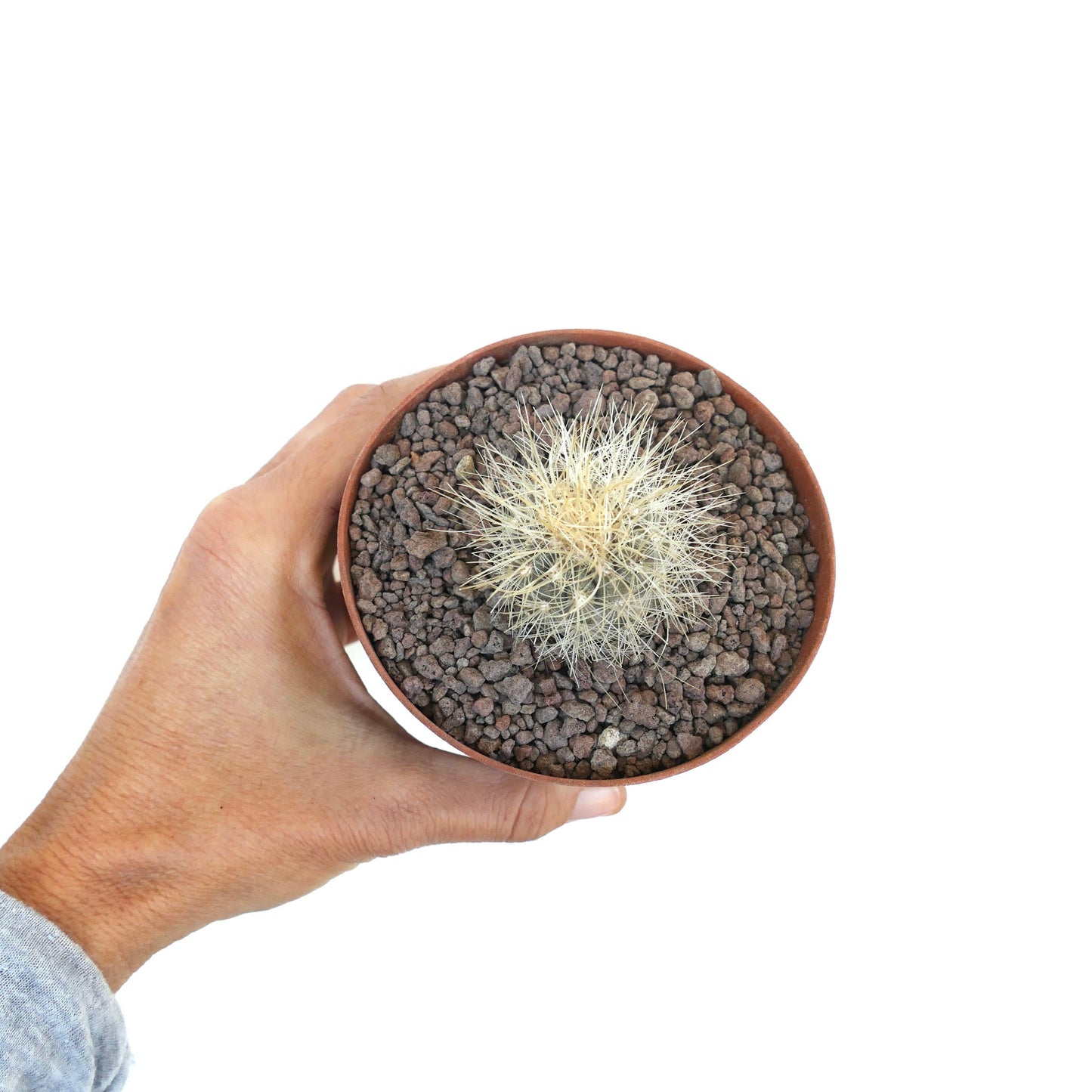 Copiapoa krainziana small round cactus with dense white spines in brown pot held by hand