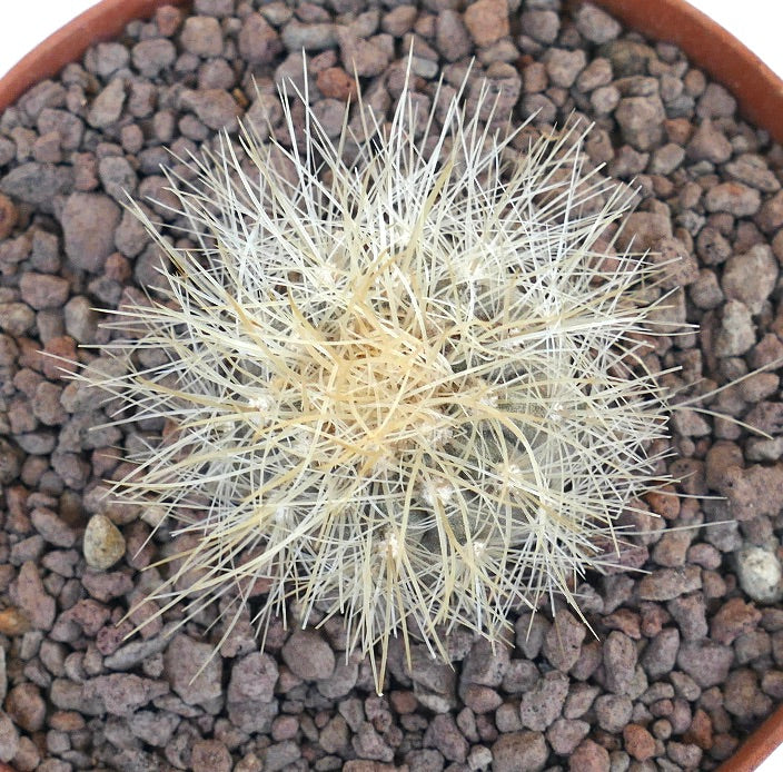 Copiapoa krainziana small round cactus with dense pale yellow spines in pot