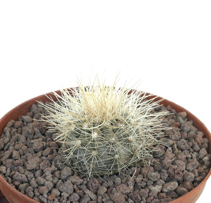 Copiapoa krainziana small round cactus with dense pale yellow spines in pot