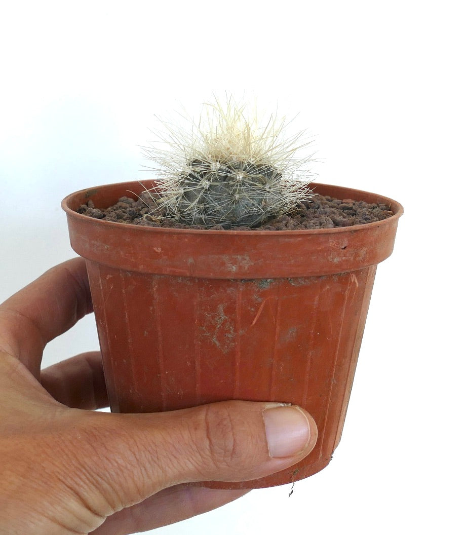 Copiapoa krainziana pequeño cactus redondo con espinas blancas densas en maceta de terracota